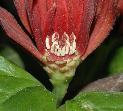 Calycanthus floridus